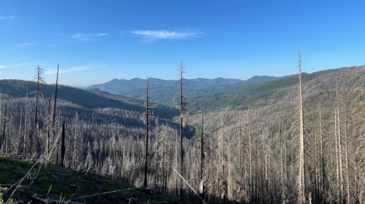 Recent research from Northern Arizona University (NAU) used NASA’s spaceborne lidar to discover that ladder fuels – which are shrubs, small trees and lower branches – may be the most important factor in predicting wildfire severity even in extreme conditions.