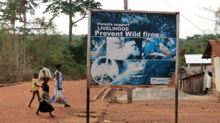 Wildfires in wet African forests have doubled in recent decades, AGU finds