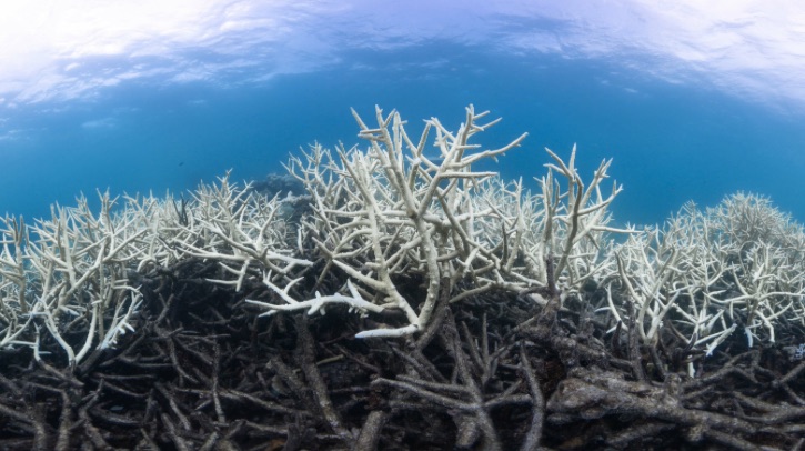 By analyzing more than three decades of atmospheric weather, Monash University in Australia has identified easterly ‘trade’ winds as a key cause of mass coral bleaching events in the Great Barrier Reef.
