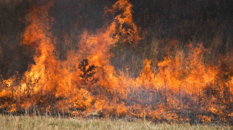 Flames in an open meadow as part of a controlled burn in Cades Cove, Great Smoky Mountains National Park.