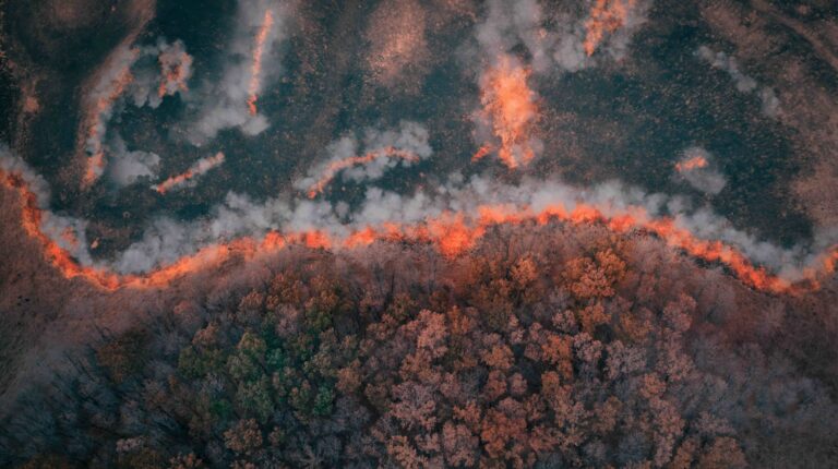 A strip of Dry Grass sets Fire to Trees in dry Forest: Forest fire - Aerial drone top view. Forest fire: fire with smoke from the height of a bird flight.
